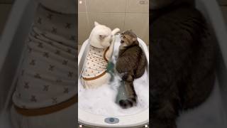 ¡Imposible parar de REÍR!🤣🐱✨#cats #cat #cute #shorts