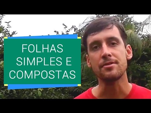 Vídeo: Como Identificar Folhas Impressas