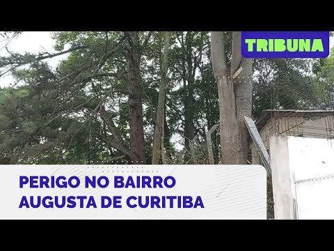 Árvores com risco de queda deixam moradores de Curitiba com medo