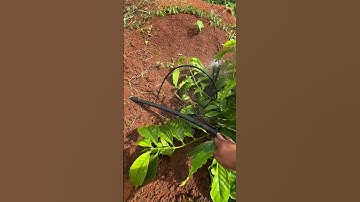 Hệ thống tưới cà phê bằng ống LDPE béc g5