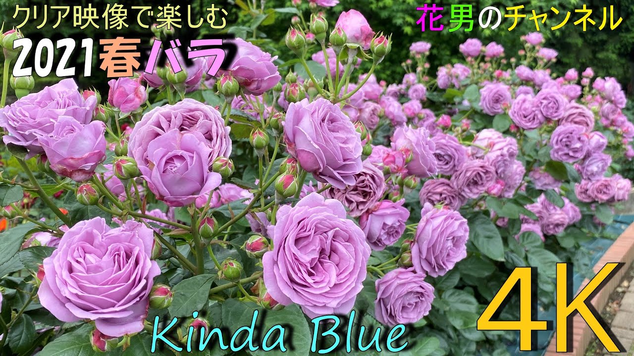 とことん、カインダブルー（kinda blue）花男のチャンネル　クリア映像で楽しむ2021春バラ
