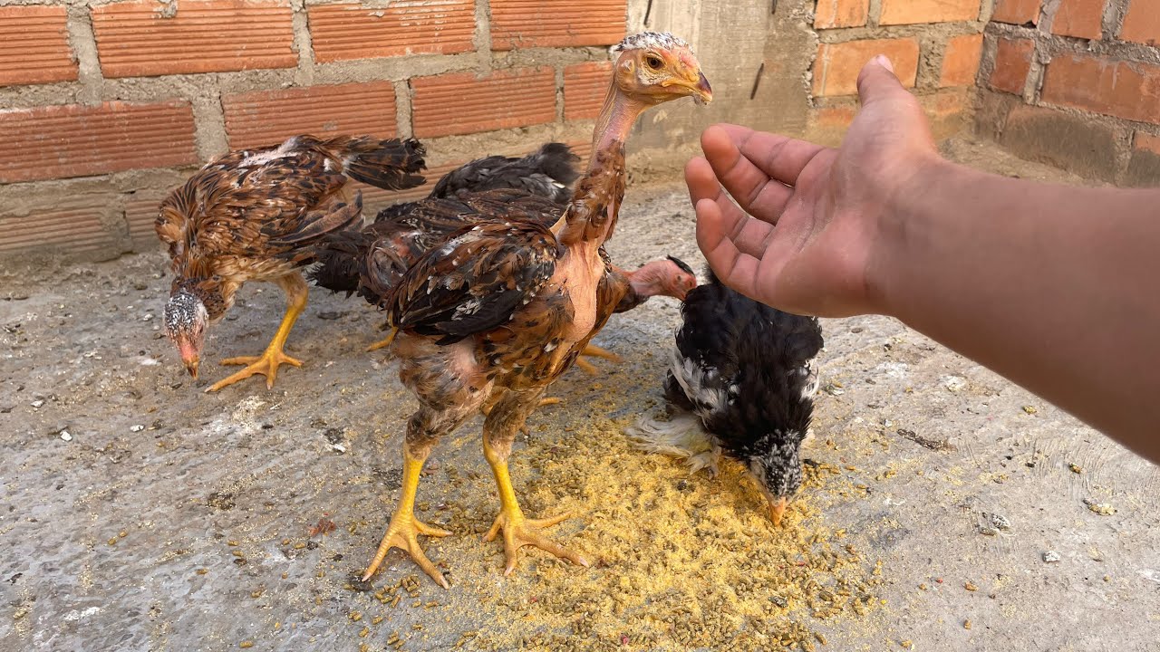 Los pollos indios gigantes bebés empezaron a enfermarse triste 🙁