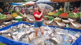 Download lagu [TIMELAPSE] Harvesting A Lot Of Big Fish Go To Countryside Market Sell /Phương's Story