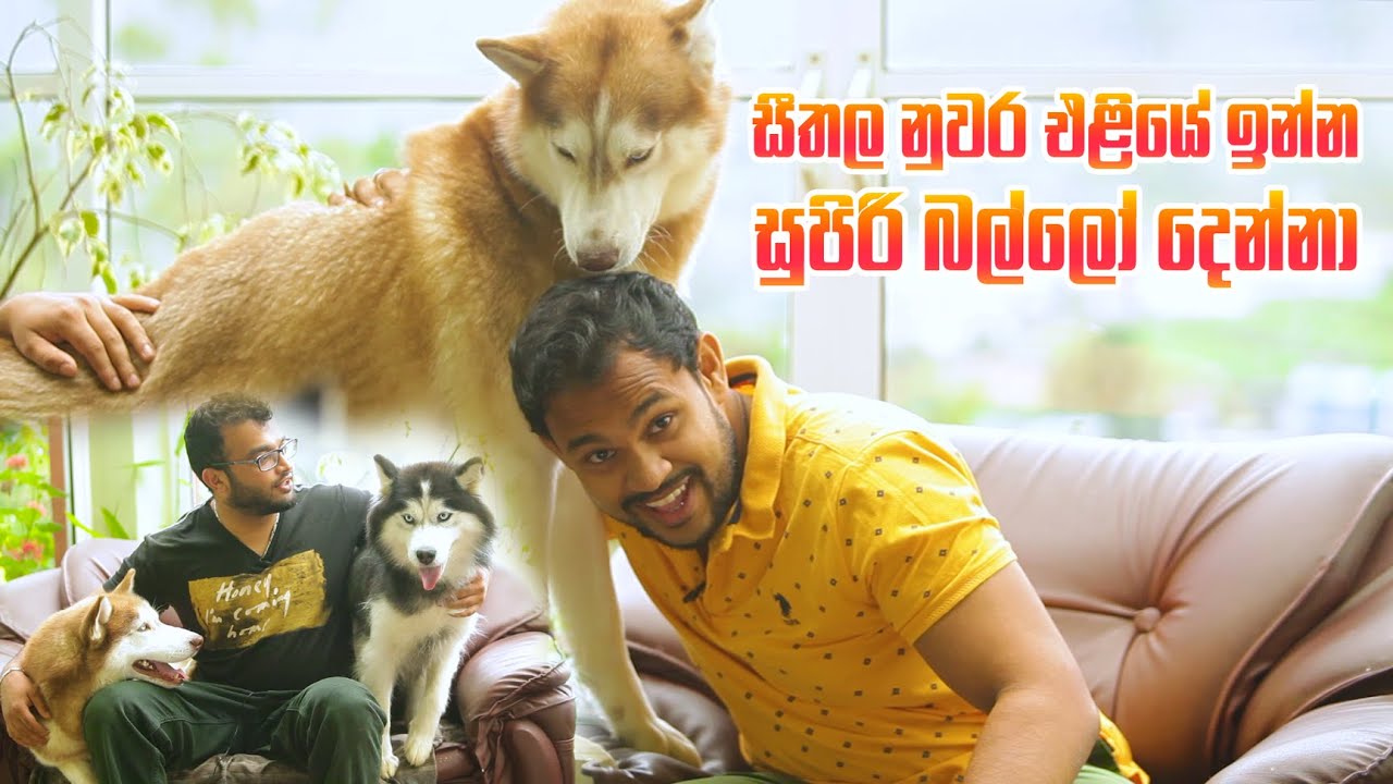 සීතල නුවර එළියේ ඉන්න සුපිරි බල්ලෝ දෙන්නා | Husky | Pet Talk