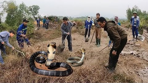 Cuộc Gọi Khẩn Cấp Các Cô Chú Thợ Xây S.ợ H.ãi Khi Rắn Trở Trời Bò Lúc Nhúc Vào Khu Mộ Đang Xây .