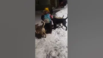 В Самаре стая бродячих собак окружила детей