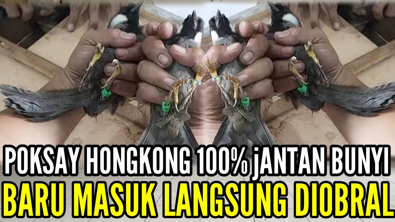 🔴 BONGKAR LAGI BOSKUH ! SPESIAL JUMAT BERKAH SEMUA STOK DPROMOKAN 0838-7553-6945