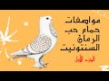 مواصفات حمام حب الرمان Classic Oriental Frill Pigeon Satinettes 