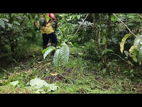 Seri lanjutan, pemangkasan pakai pisau tasco. 