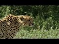 Migration Patterns and Challenges of Herds