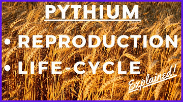 Fungus Pythium debaryanum Life Cycle | Damping off Disease | Reproduction | Botany | Mycology