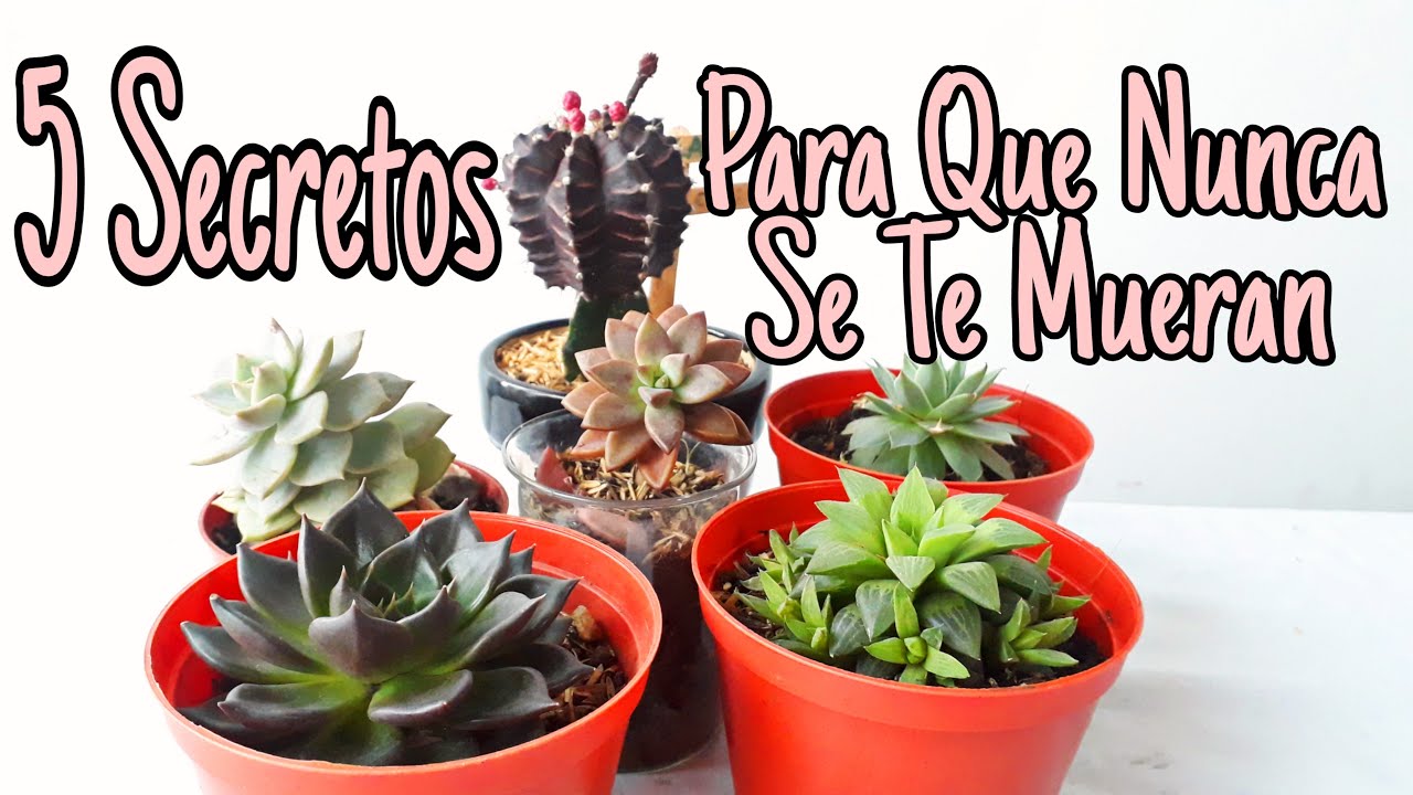 Secretos Para Que Tus Suculentas Nunca Se Te Mueran