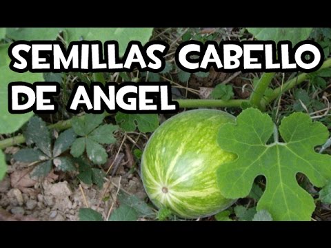 Como obtener semillas Cabello de Angel | Huerto Ecológico