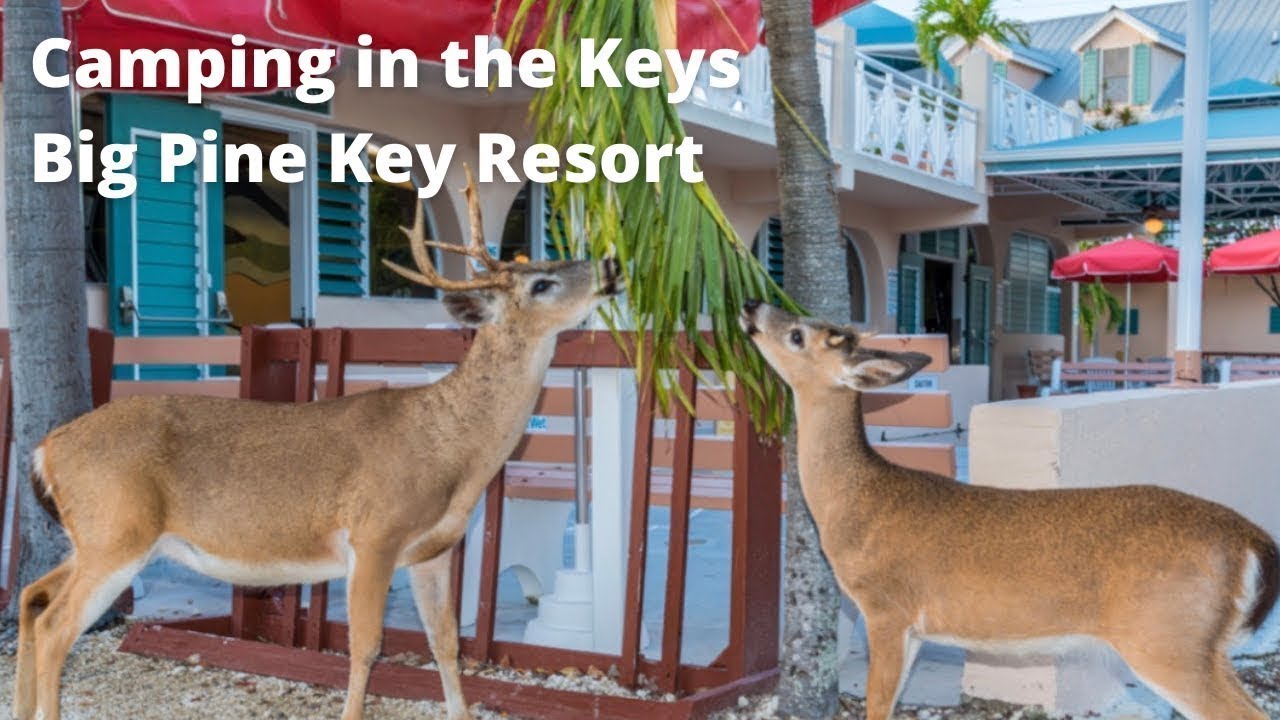 Camping in the Keys at Big Pine Key Resort in Florida YouTube
