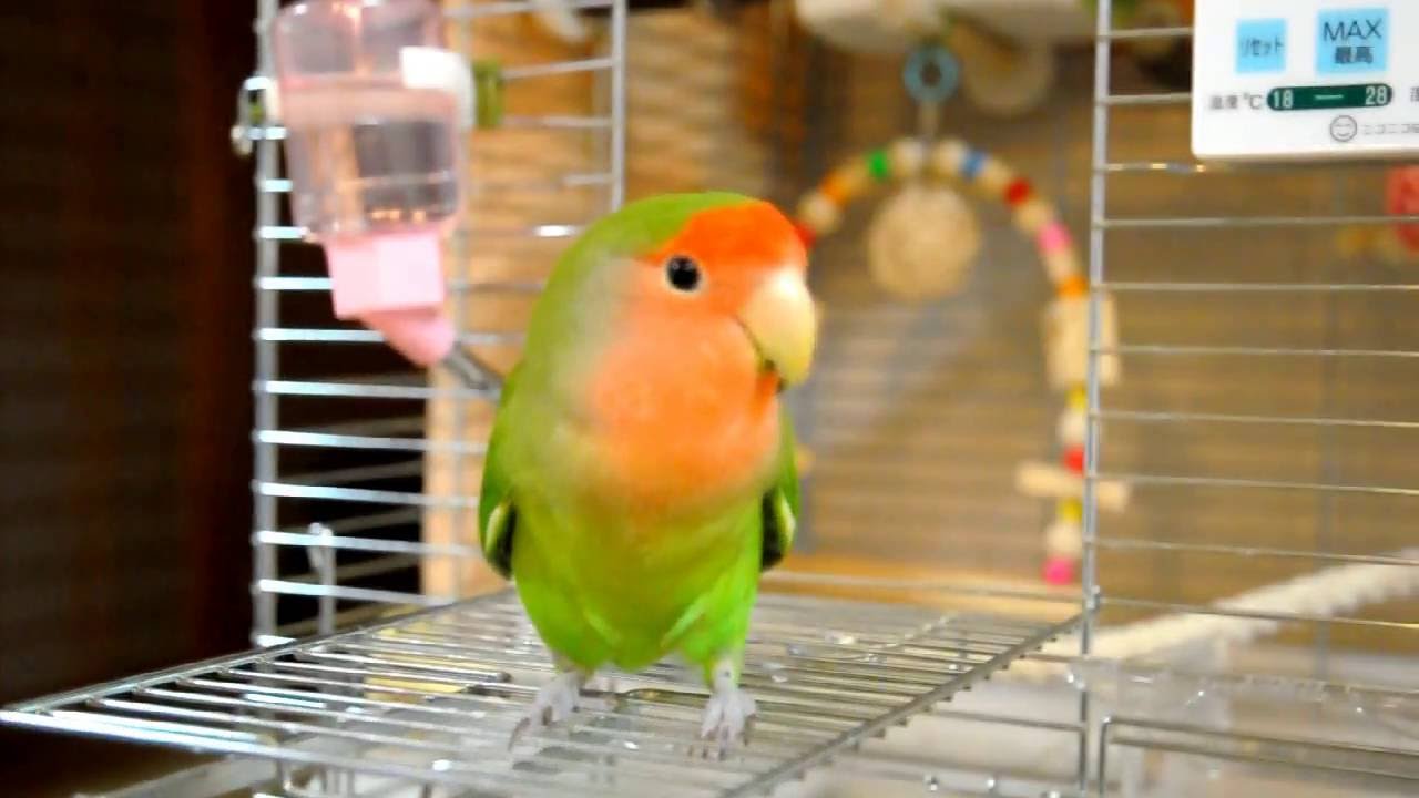 インコにしつけ 賢いインコの特徴と飼い方 しつけ方をご紹介 Animo アニモ