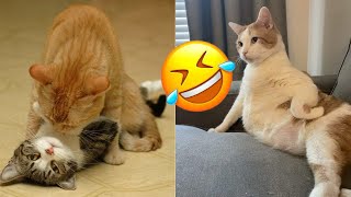 Funny Cat and Dogs🐱🐶- Cutest Cats and Dogs Video - Funny Animals 2024-New Funny Videos 2024😍 by Pets diary Diario de mascotas 282 views 1 month ago 14 minutes, 13 seconds