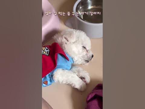 아기 강아지 잠꼬대🐶 무슨 꿈 꾸는걸까?? - Youtube