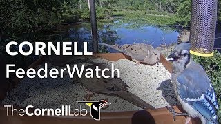 Cornell Lab FeederWatch Cam at Sapsucker Woods Live 24\/7