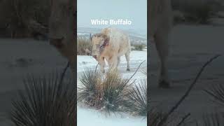 Safed Bhains. white Buffalo.