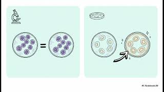 Staphylococcus intermedius group screenshot 4
