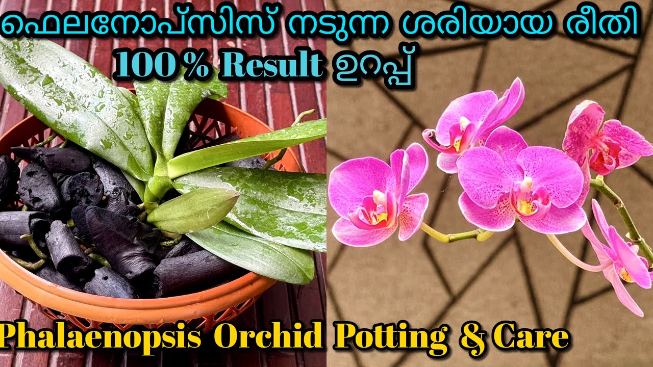 Phalaenopsis Orchid Potting & Care||പൂക്കളും തൈകളും കൊണ്ട് നിറയാൻ ഫെലനോപ്സിസ് ‌ ഇങ്ങനെ നട്ടു നോക്കൂ