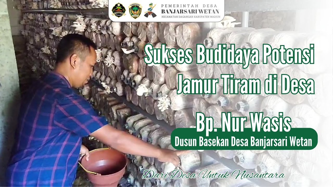 Sukses Budidaya Potensi Jamur Tiram di Desa