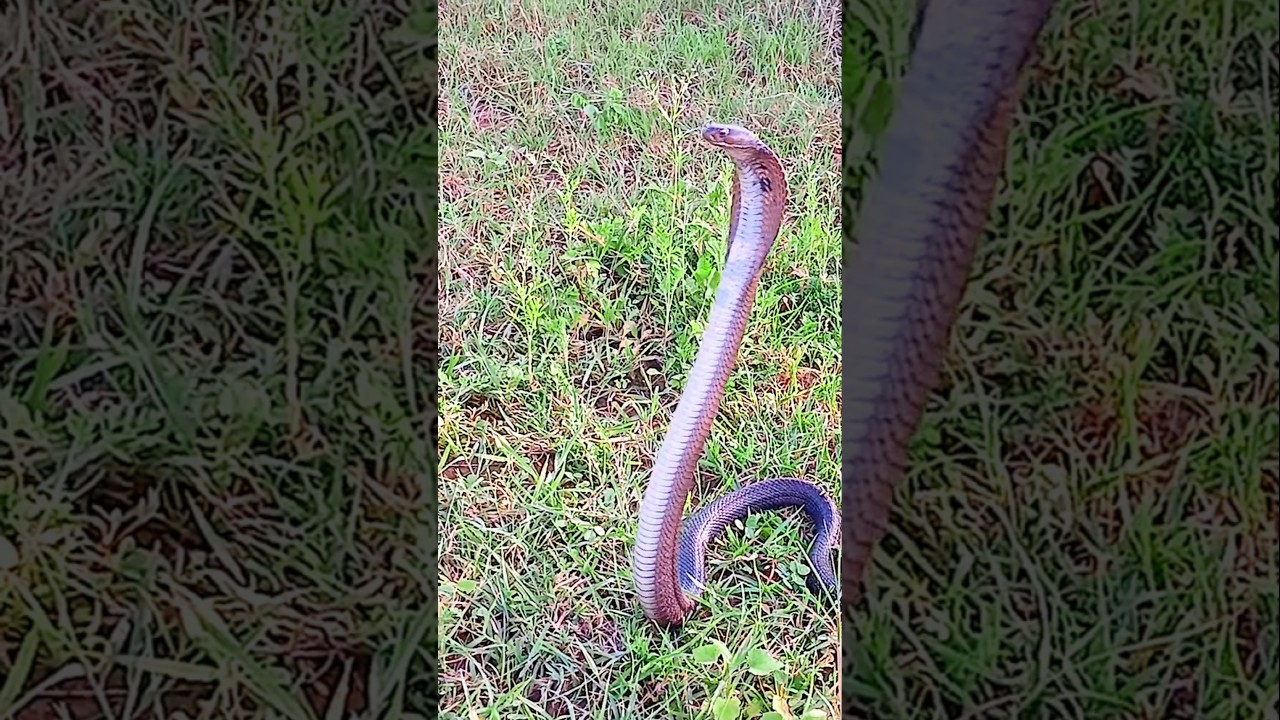 cobra attack ! indian Spectacle Cobra ! snake Rescue 