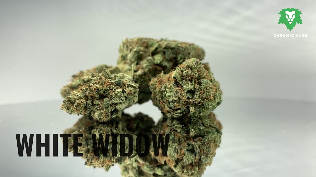 Chronic Haze - White Widow