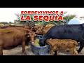 SOBREVIVIMOS A LA SEQUIA en el rancho | Rancho Cinco Talentos | Ganadería