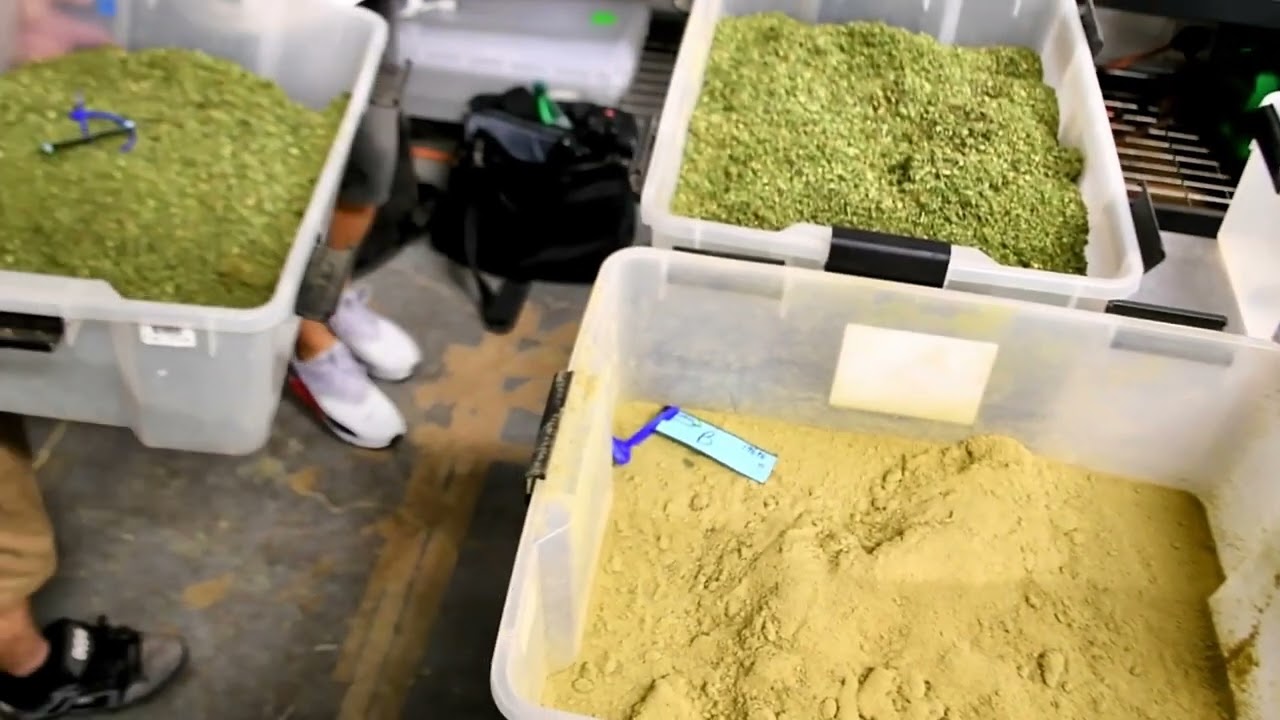 Dry Trimming Cannabis | Filtration Bags Separate Keif