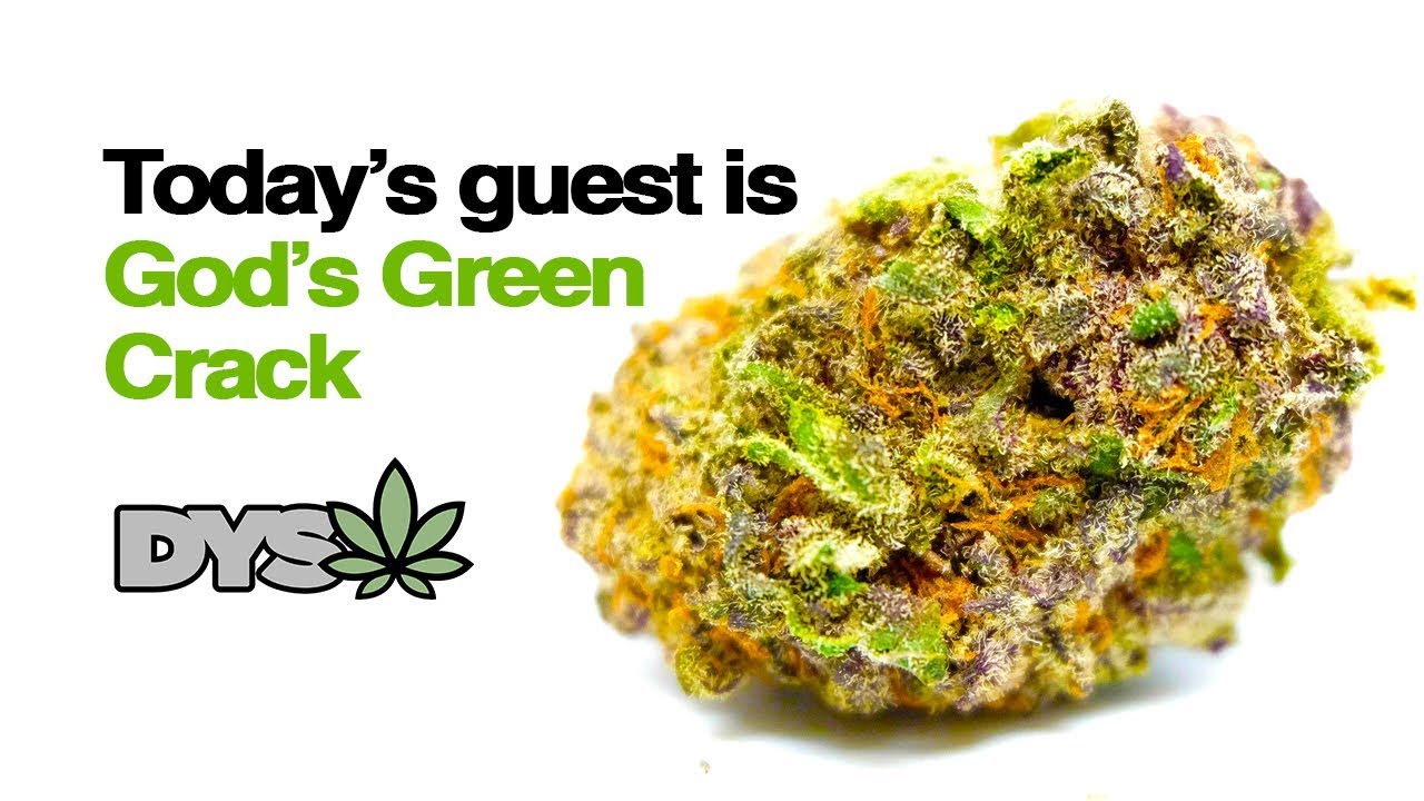 DYSW - GOD'S GREEN CRACK (recreational)