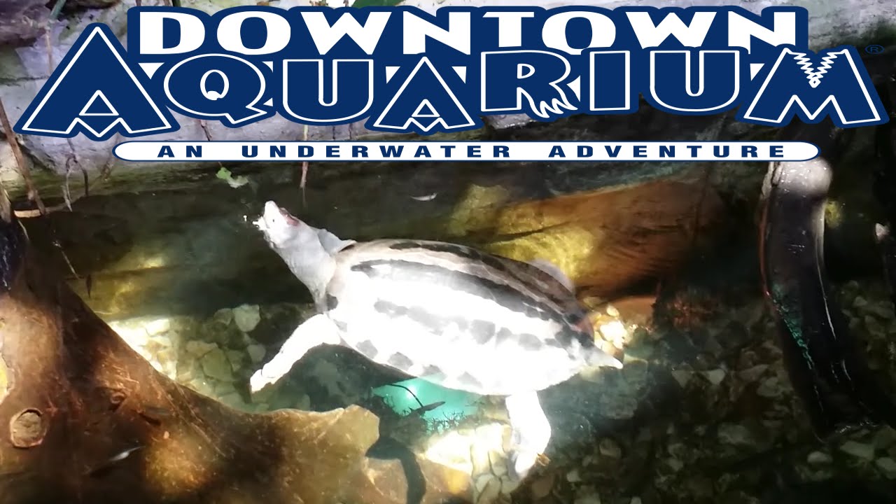 video editing software free Denver Downtown Aquarium Turtles
