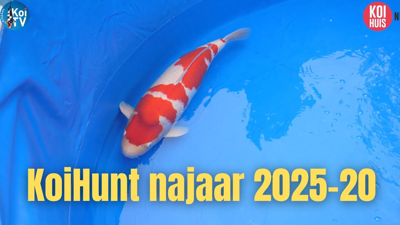 KoiHunt Осень 2025 Часть 20