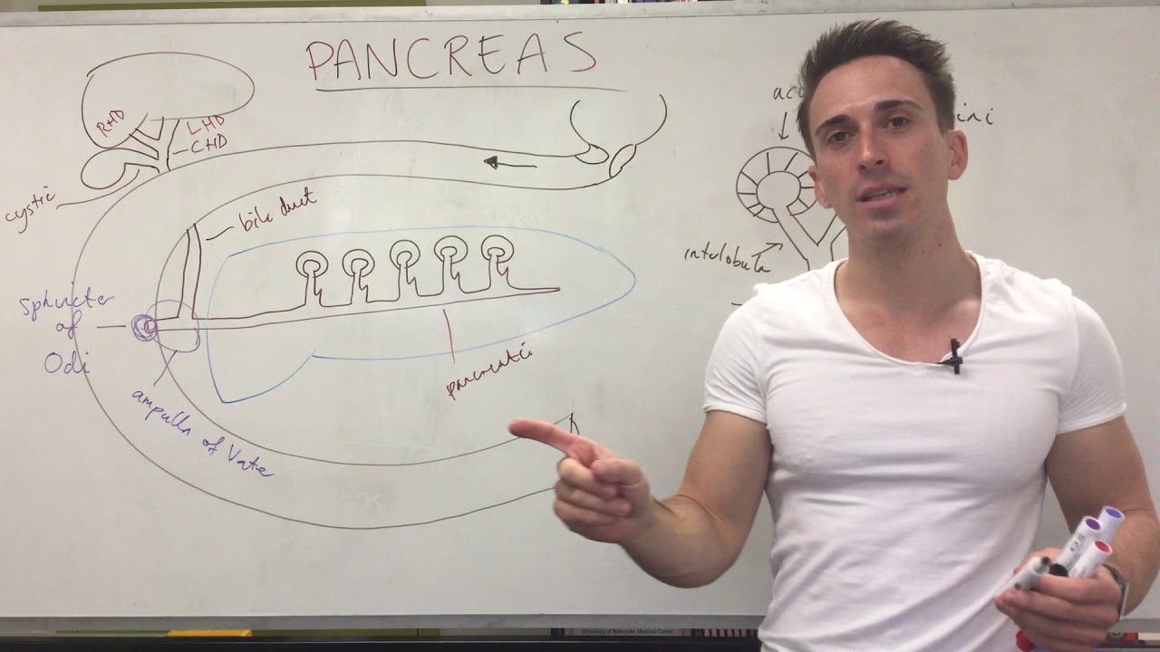 Pancreas Structure and Function | Digestive System - YouTube