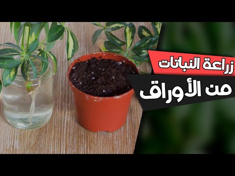 فيديو: نباتات شيفليرا المزهرة: كيف تبدو أزهار شيفليرا
