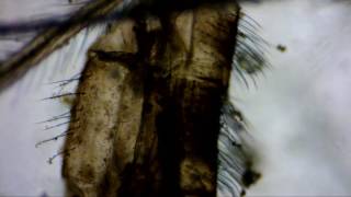 Capture 20170502 1 - micro scavengers II
