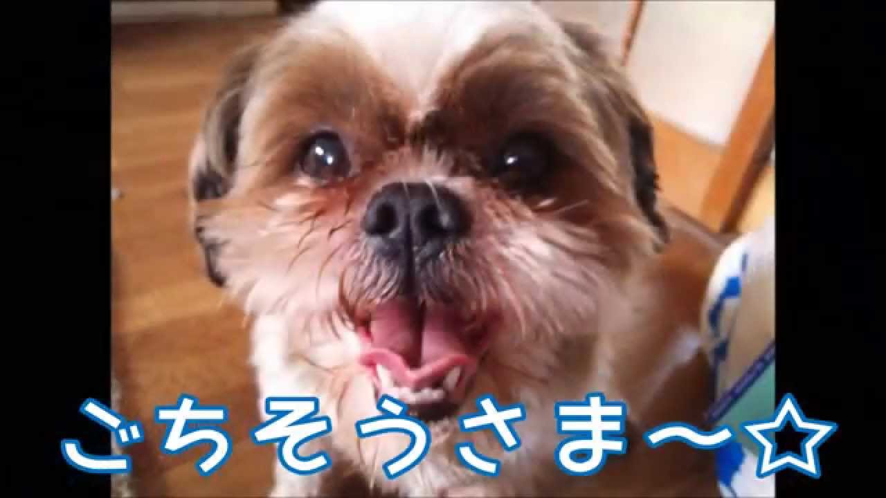ミニトマトを食べるシーズー犬 Youtube