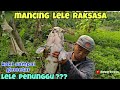 REKOR mancing LELE RAKSASA 2020 ||| Kaki sampai gemetaran!!! BIG MONSTER CATFISH FISHING