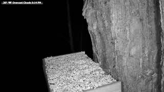 🔴 24/7 Wildlife Feeder Live | Birds, Deer &amp; Flying Squirrels | Nicolet National Forest, Wisconsin