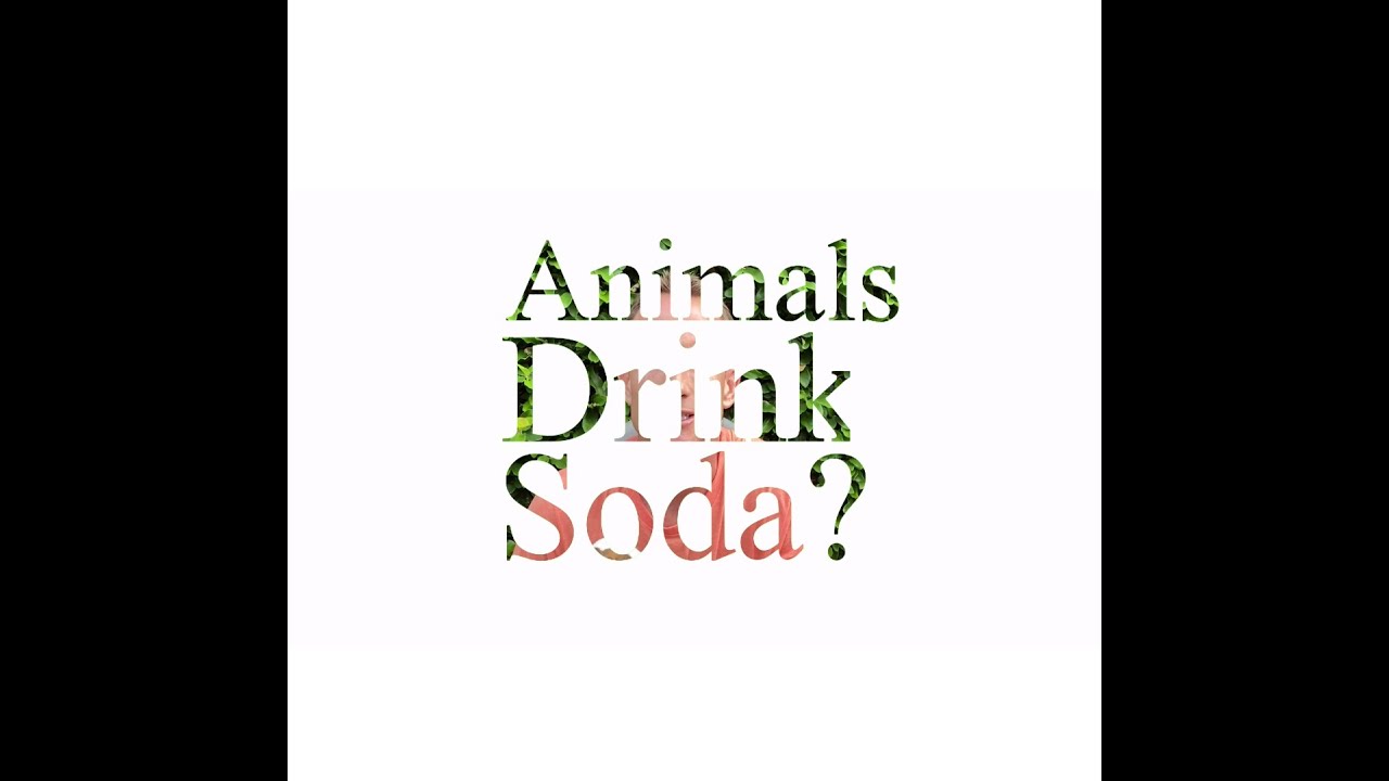 Do Animals Drink Soda? 