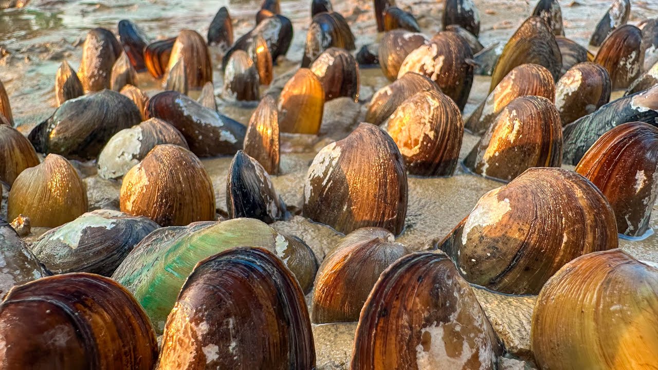 Unique ! A lot of snails in mud dig by a fisherman 
