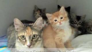 Join our Foster Home Network! - Furry Friends Rescue