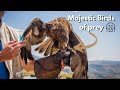 The majestic world of prey birds  facts rix