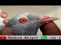 Shahid rajput pigeons loft    923133348255