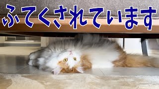 【猫の日常】ふられてもめげないネッコ