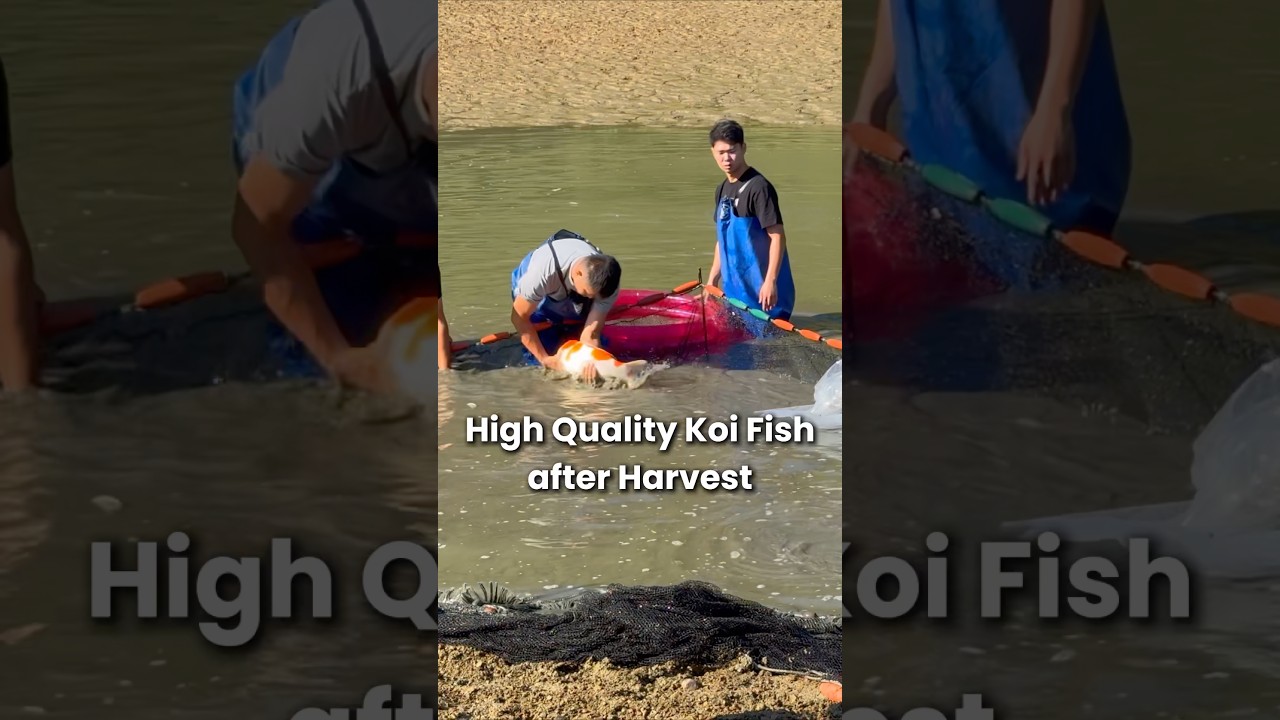 High-quality 2-year-old Koi Fish in mud pond 