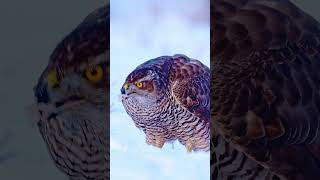 Jastrab Lesný Accipiter Gentilis Northern Goshawk