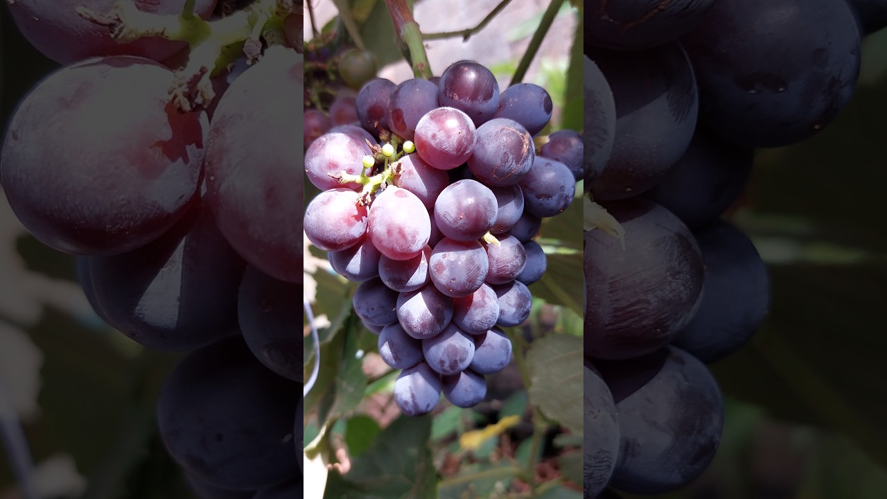 COLHEITA FARTA DE UVA NO QUINTAL! 🍇