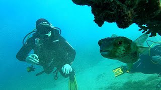 Diving at Mashraba, Diving Red Sea, Egypt, Dahab 2021, Part 2