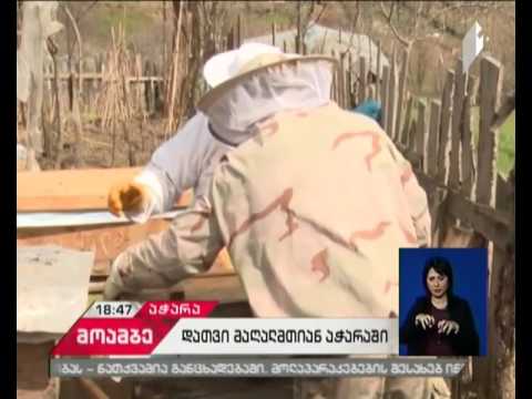 ხულოში, სოფელ ვაშლოვანის მკვიდრები დათვის თავდასხმის საშიშროებაზე საურბობენ